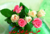 طرح | حلول ماه ربیع‌الاول؛ ماه شادی اهل بیت(ع)