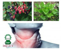 تاثیر گیاهان دارویی بر التهاب گلو